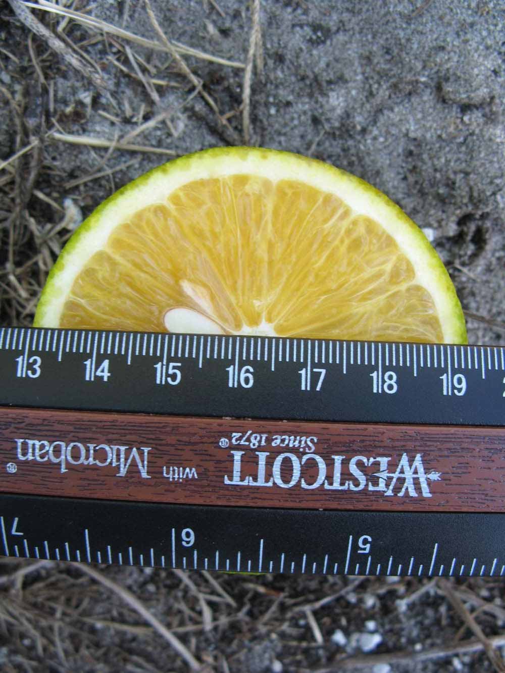            Fruit cross-section (Winter Haven, FL)   